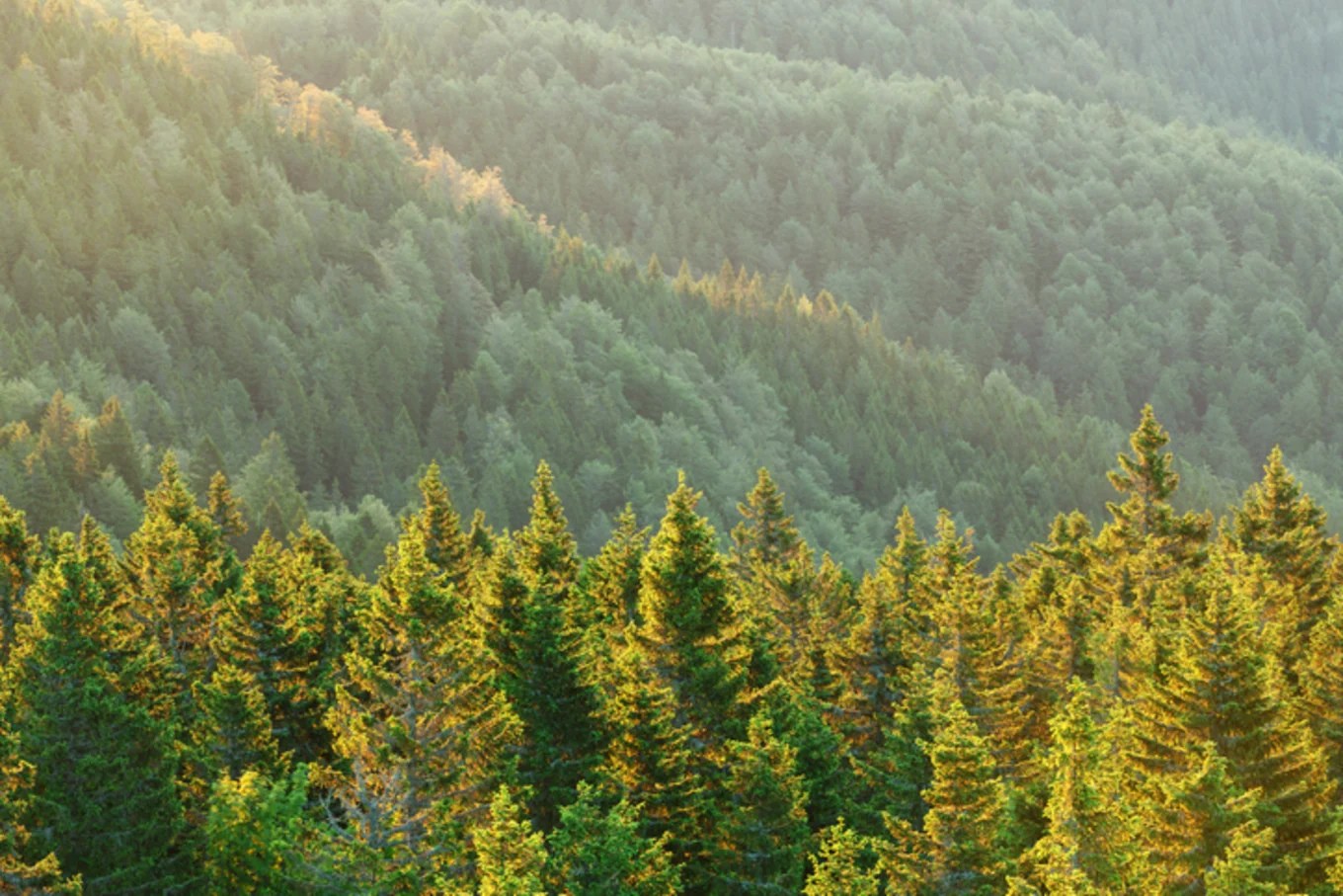 Holz - ein vielfältiger Baustein der Natur
